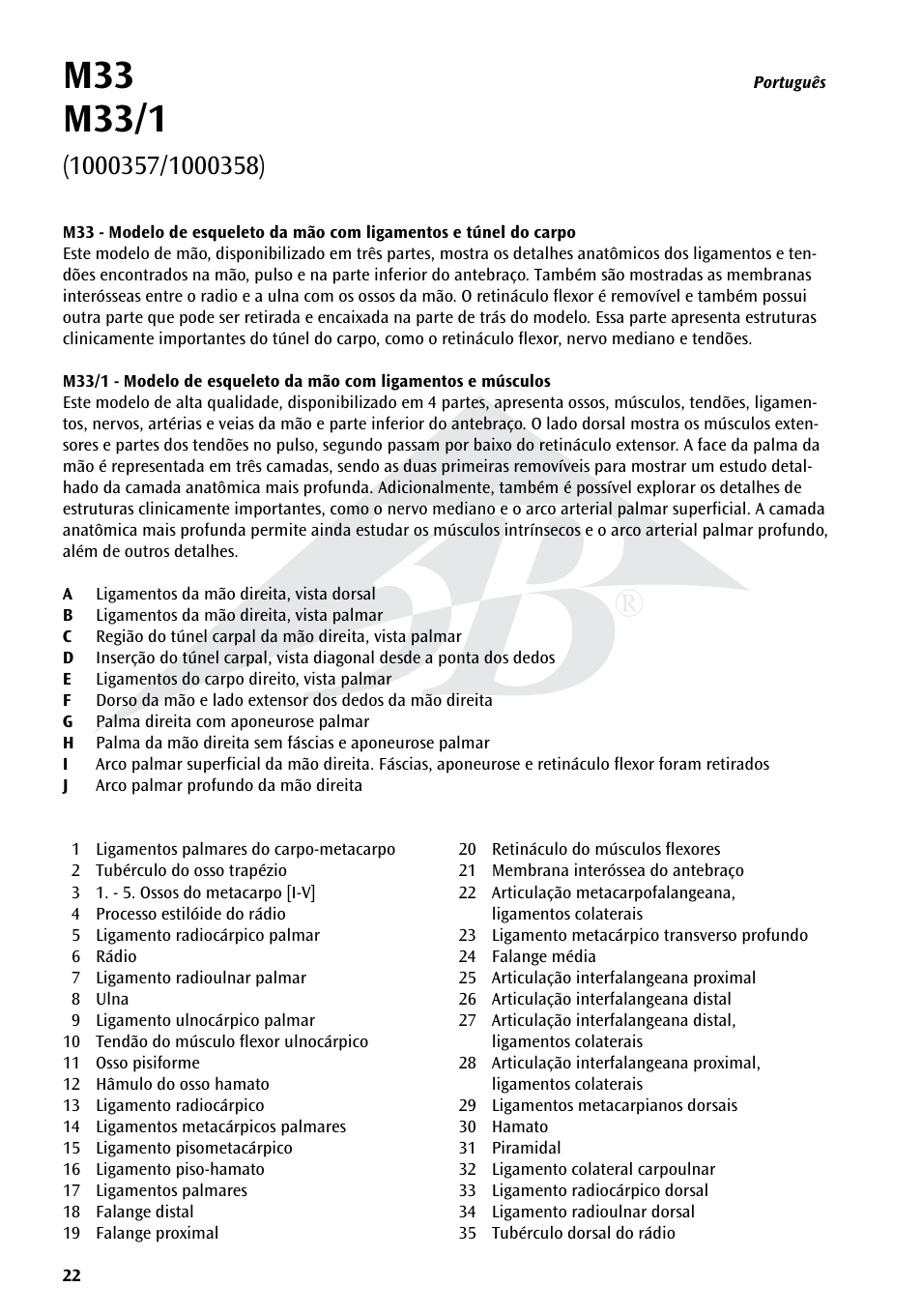3B Scientific Hand Skeleton Model with Ligaments and Muscles User Manual | Page 22 / 32
