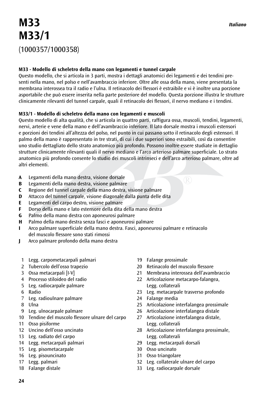 3B Scientific Hand Skeleton Model with Ligaments and Muscles User Manual | Page 24 / 32