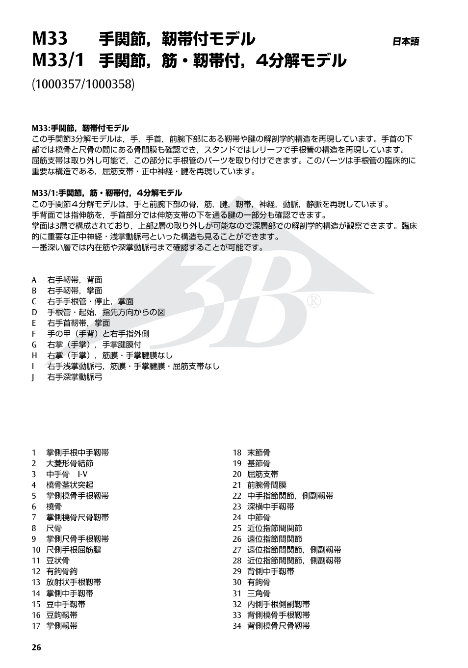 M33/1, 手関節，靭帯付モデル, 手関節，筋・靭帯付，4分解モデル | 3B Scientific Hand Skeleton Model with Ligaments and Muscles User Manual | Page 26 / 32