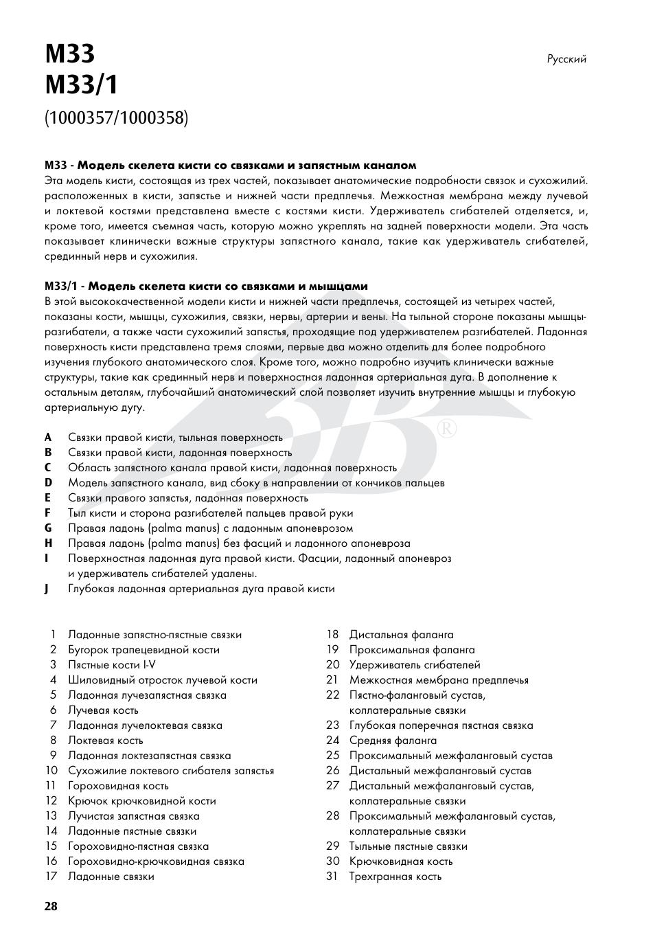 3B Scientific Hand Skeleton Model with Ligaments and Muscles User Manual | Page 28 / 32