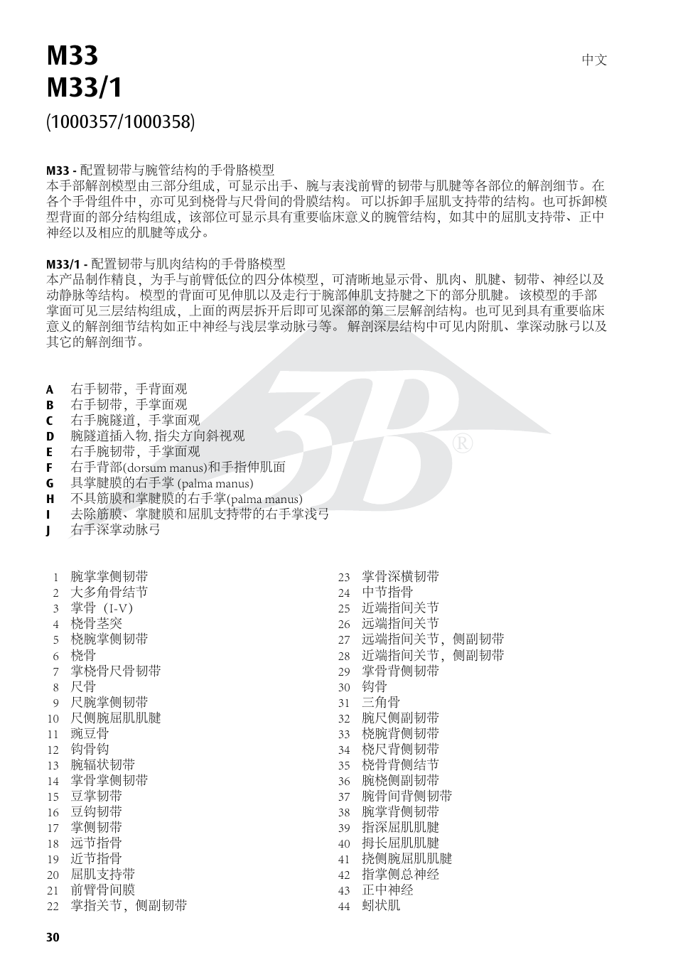 3B Scientific Hand Skeleton Model with Ligaments and Muscles User Manual | Page 30 / 32