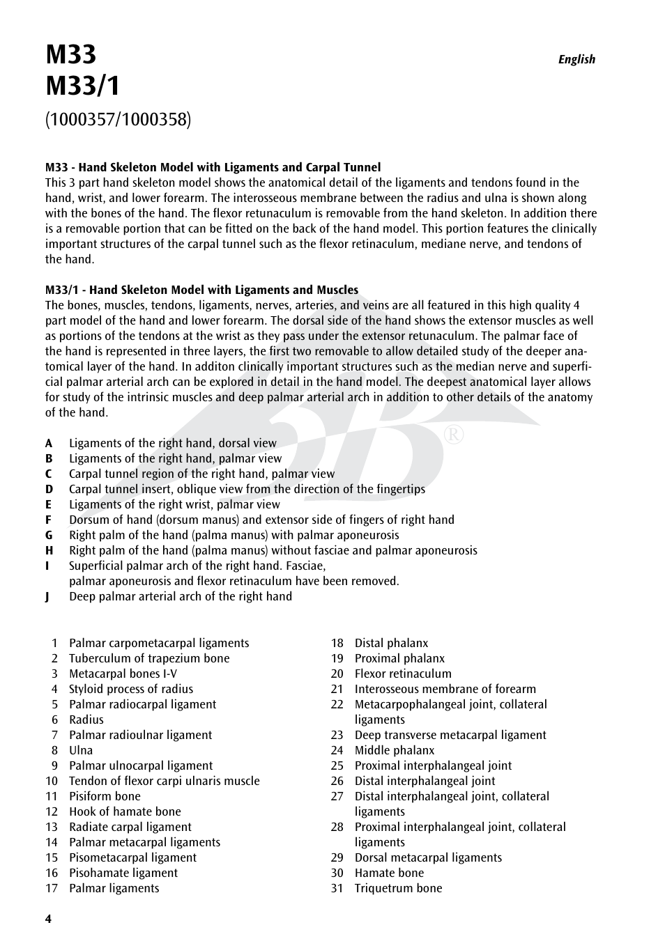 3B Scientific Hand Skeleton Model with Ligaments and Muscles User Manual | Page 4 / 32
