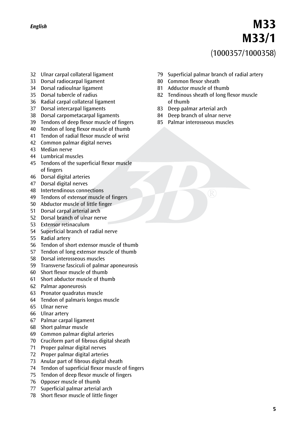 3B Scientific Hand Skeleton Model with Ligaments and Muscles User Manual | Page 5 / 32