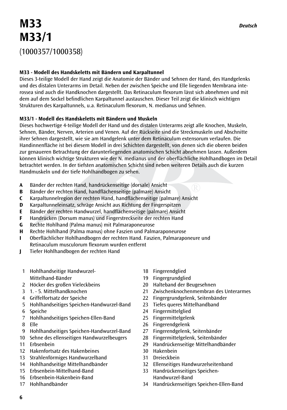 3B Scientific Hand Skeleton Model with Ligaments and Muscles User Manual | Page 6 / 32