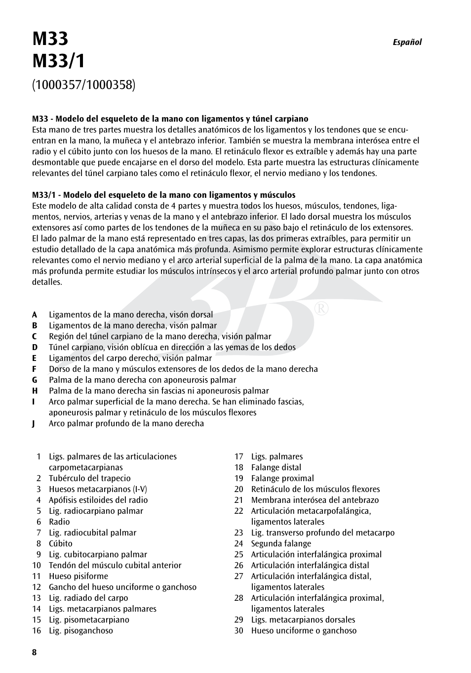 3B Scientific Hand Skeleton Model with Ligaments and Muscles User Manual | Page 8 / 32