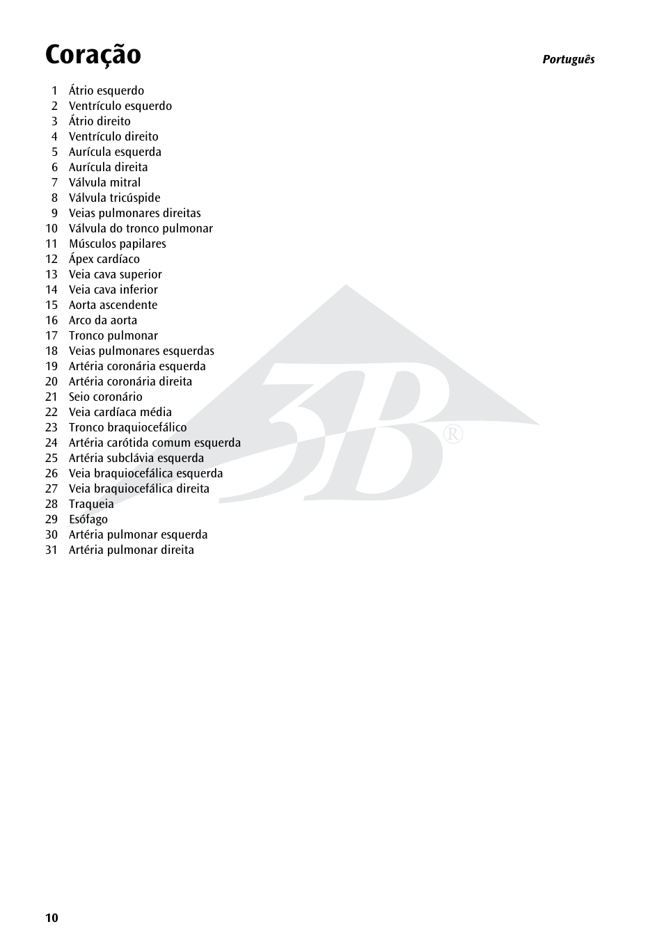 Coração | 3B Scientific Heart, 7 part User Manual | Page 10 / 16