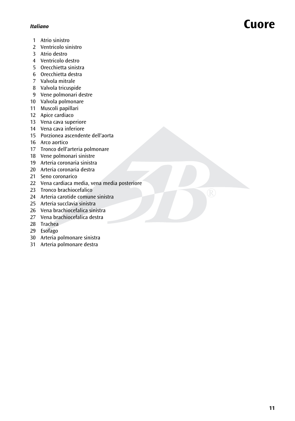 Cuore | 3B Scientific Heart, 7 part User Manual | Page 11 / 16