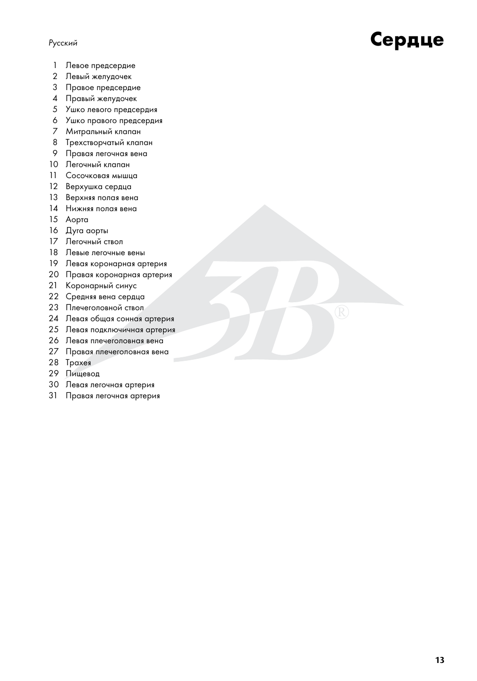 Сердце | 3B Scientific Heart, 7 part User Manual | Page 13 / 16