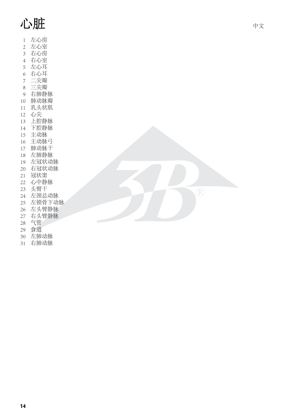 3B Scientific Heart, 7 part User Manual | Page 14 / 16