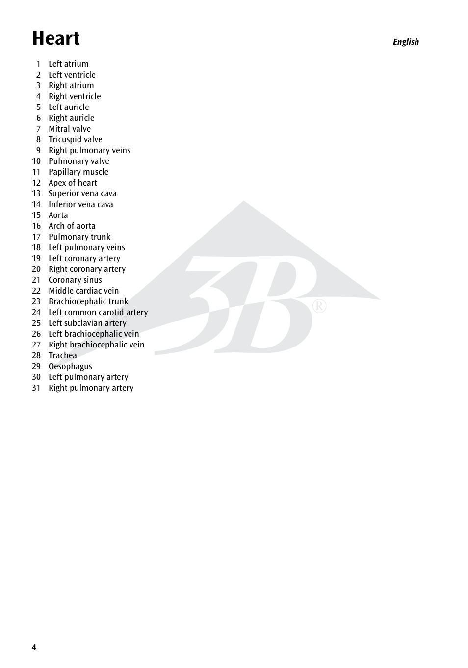 Heart | 3B Scientific Heart, 7 part User Manual | Page 4 / 16