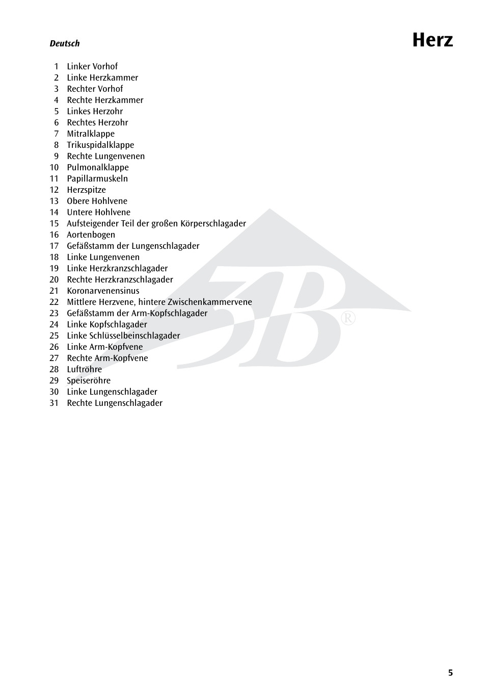 Herz | 3B Scientific Heart, 7 part User Manual | Page 5 / 16