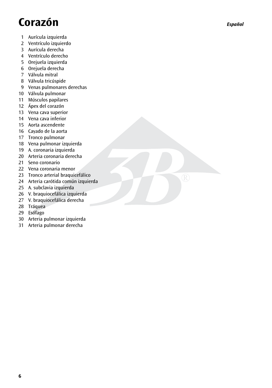 Corazón | 3B Scientific Heart, 7 part User Manual | Page 6 / 16