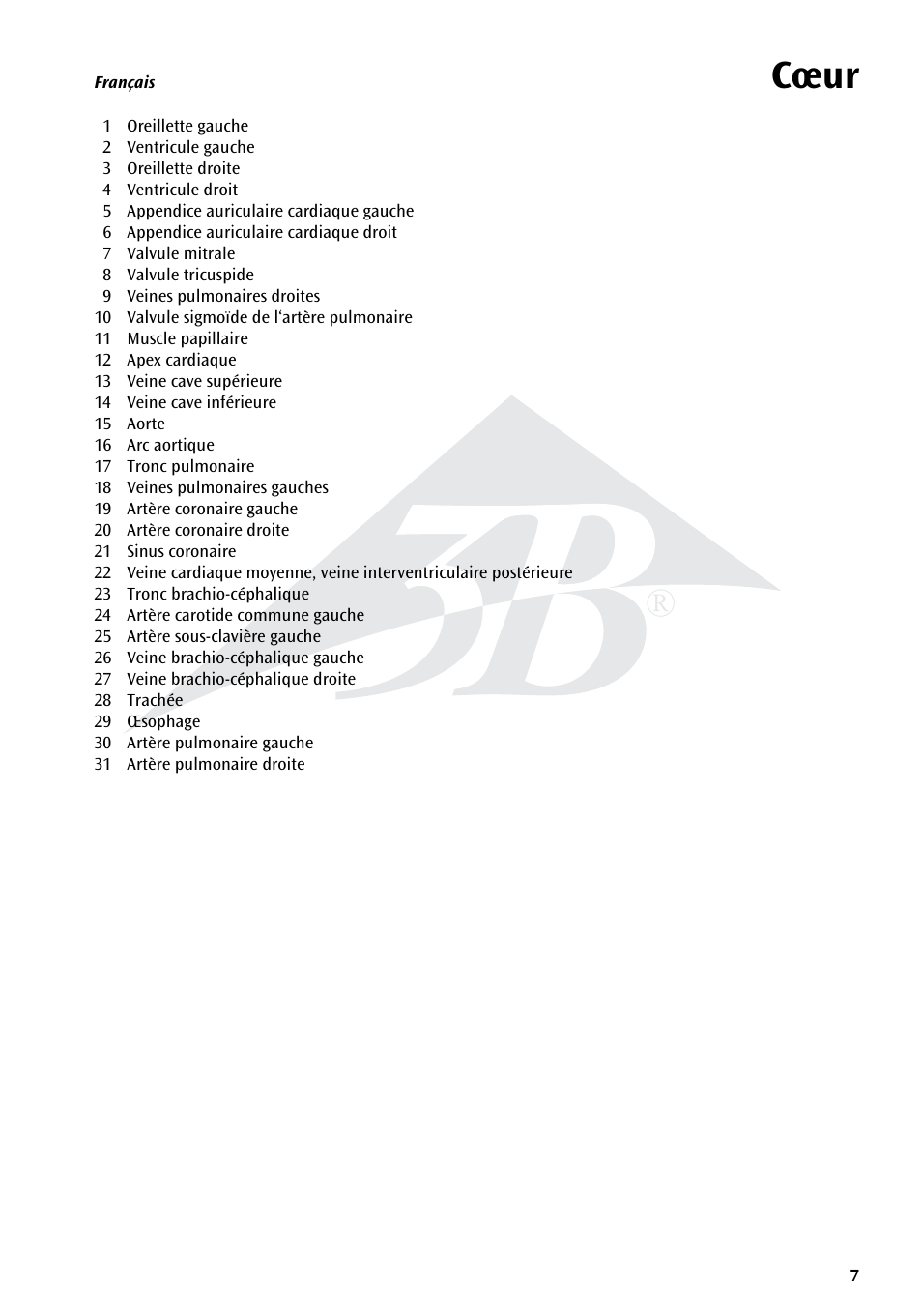 Cœur | 3B Scientific Heart, 7 part User Manual | Page 7 / 16