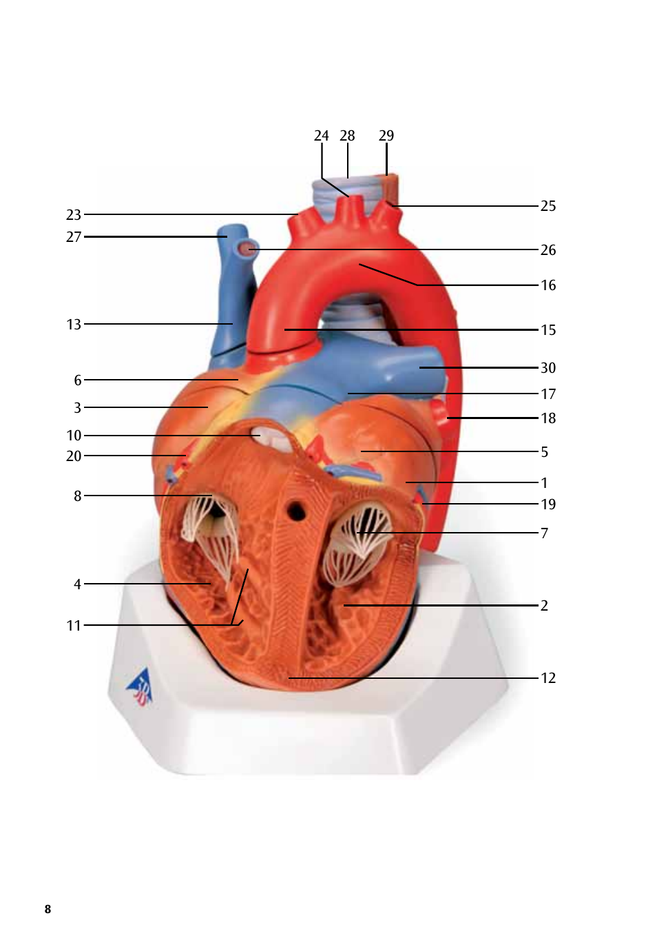 3B Scientific Heart, 7 part User Manual | Page 8 / 16