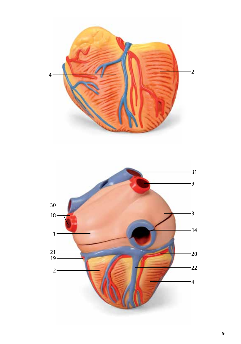 3B Scientific Heart, 7 part User Manual | Page 9 / 16