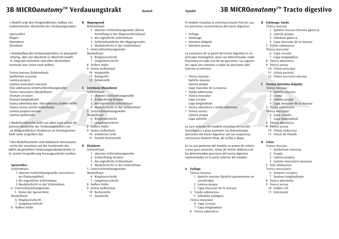 3b micro anatomy ™ verdauungstrakt, 3b micro anatomy ™ tracto digestivo | 3B Scientific 3B MICROanatomy™ Digestive System - 20-times magnified User Manual | Page 3 / 8