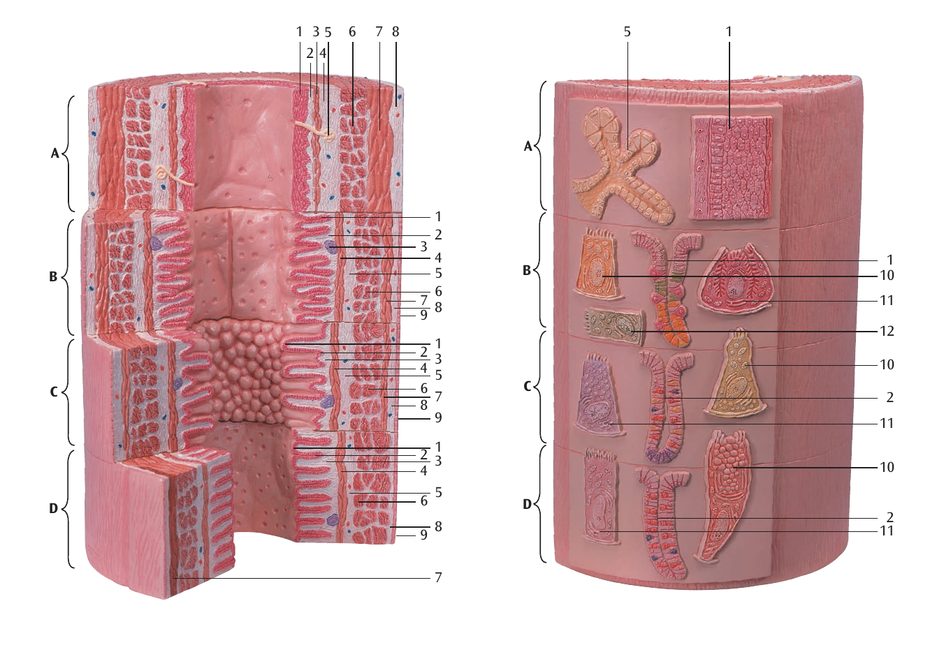3B Scientific 3B MICROanatomy™ Digestive System - 20-times magnified User Manual | Page 4 / 8