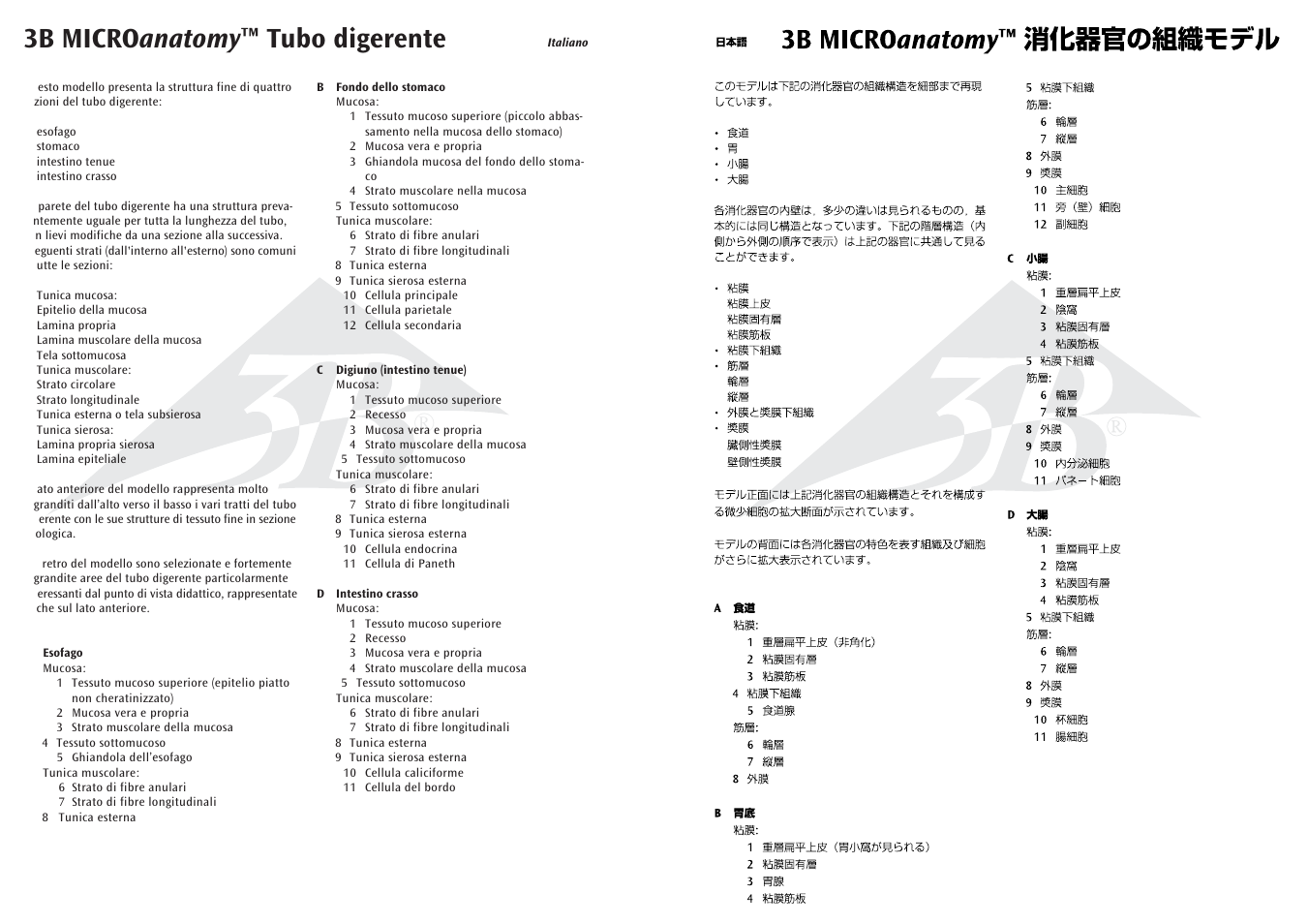 3b micro anatomy ™ tubo digerente | 3B Scientific 3B MICROanatomy™ Digestive System - 20-times magnified User Manual | Page 6 / 8