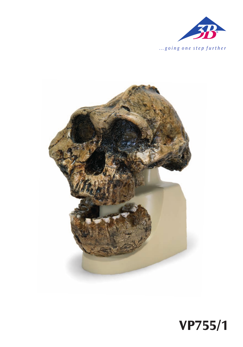 3B Scientific Anthropological Skull Model - KNM-ER 406, Omo L. 7a-125 User Manual | 12 pages