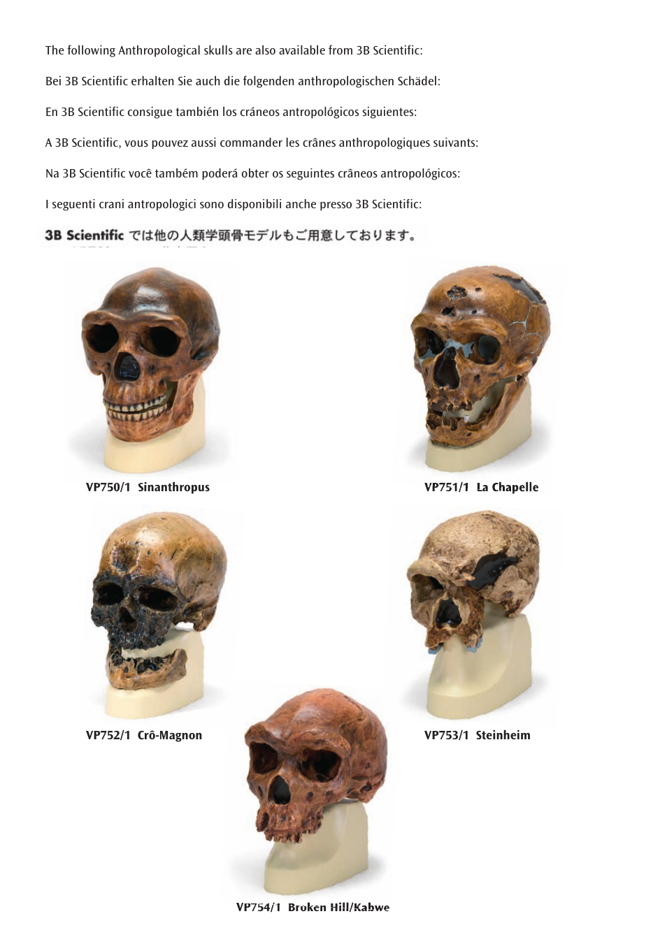 3B Scientific Anthropological Skull Model - KNM-ER 406, Omo L. 7a-125 User Manual | Page 10 / 12
