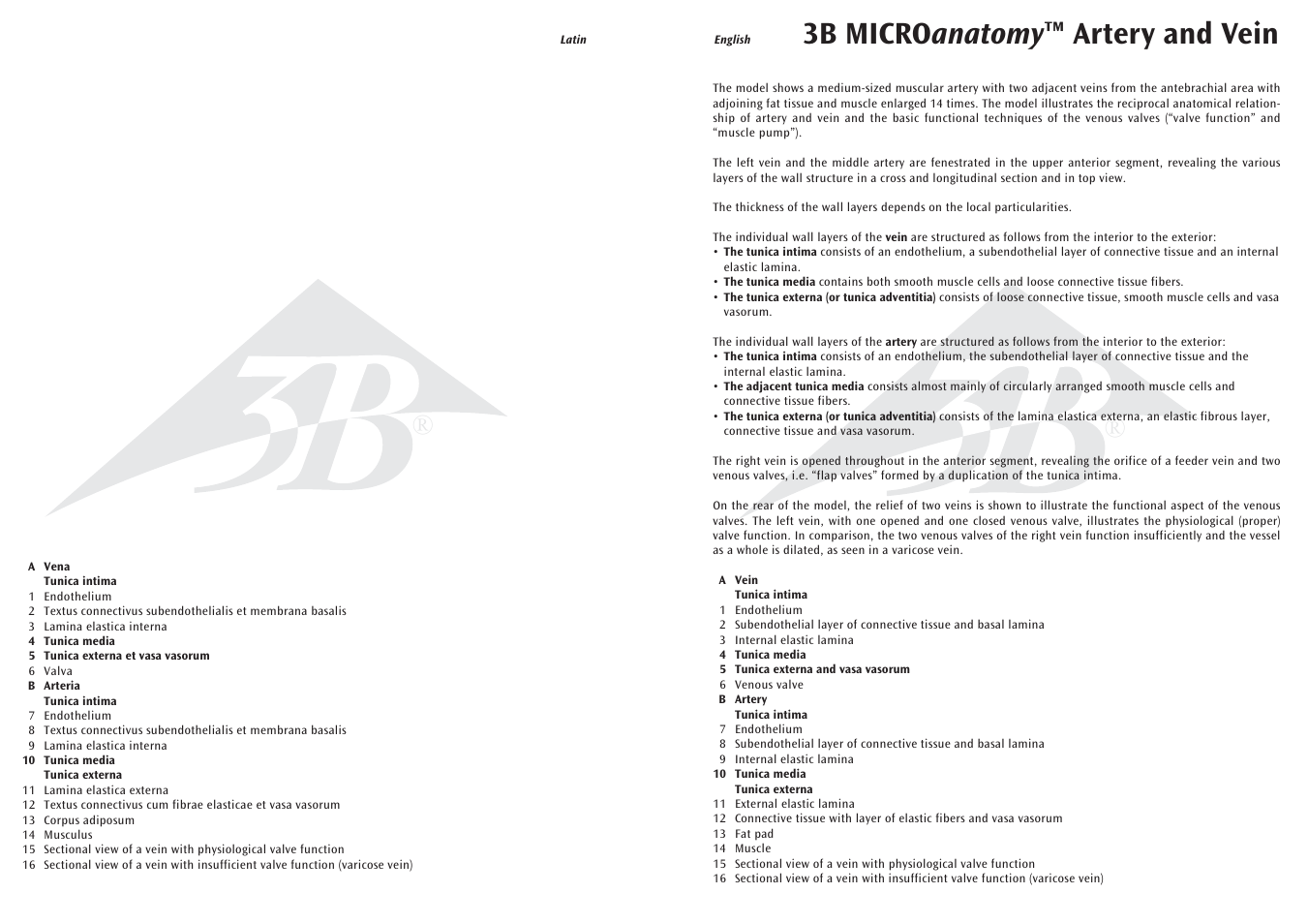 3b micro anatomy ™ artery and vein | 3B Scientific 3B MICROanatomy™ Artery and Vein -14-times enlarged User Manual | Page 2 / 8