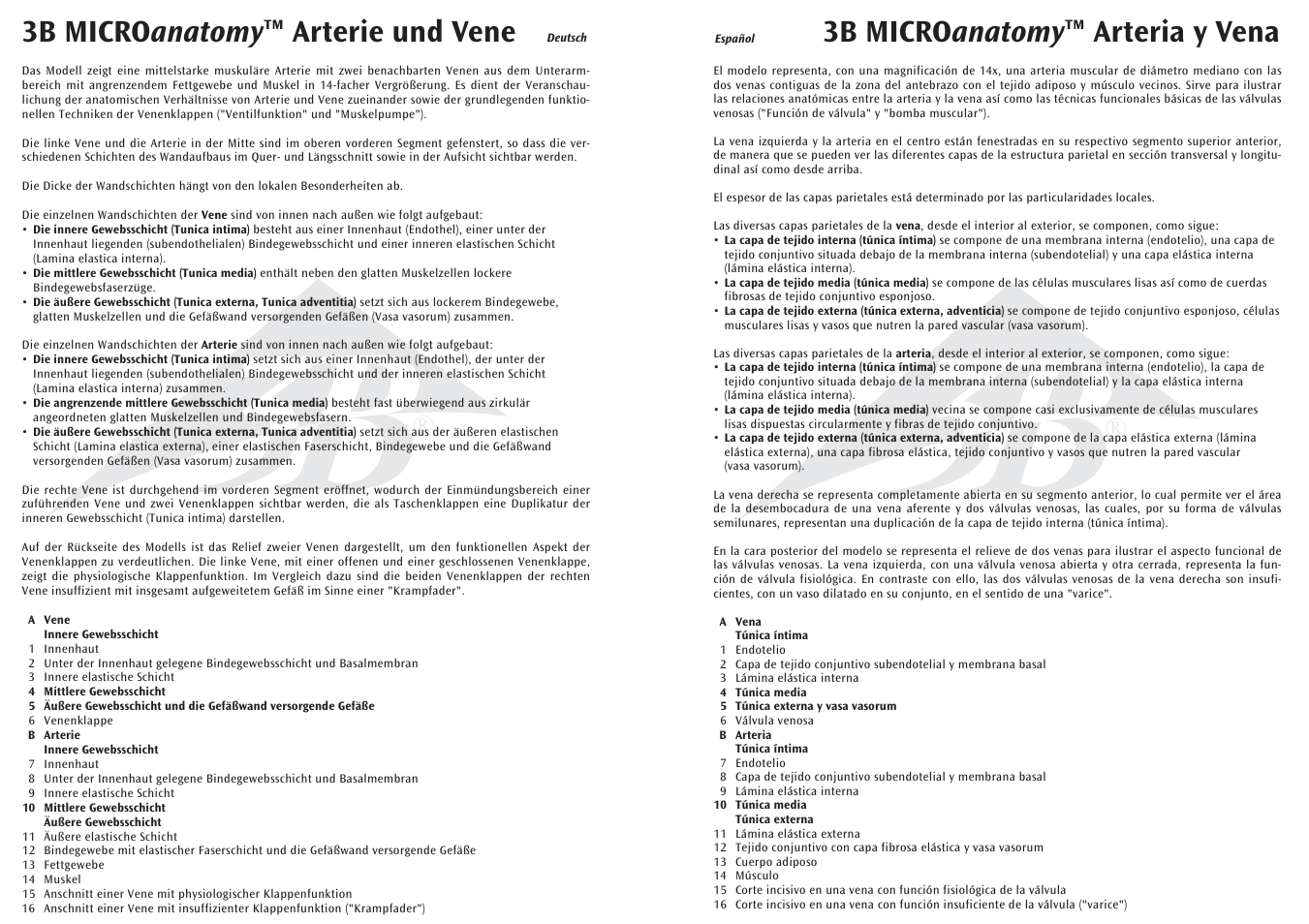 3b micro anatomy ™ arteria y vena, 3b micro anatomy ™ arterie und vene | 3B Scientific 3B MICROanatomy™ Artery and Vein -14-times enlarged User Manual | Page 3 / 8