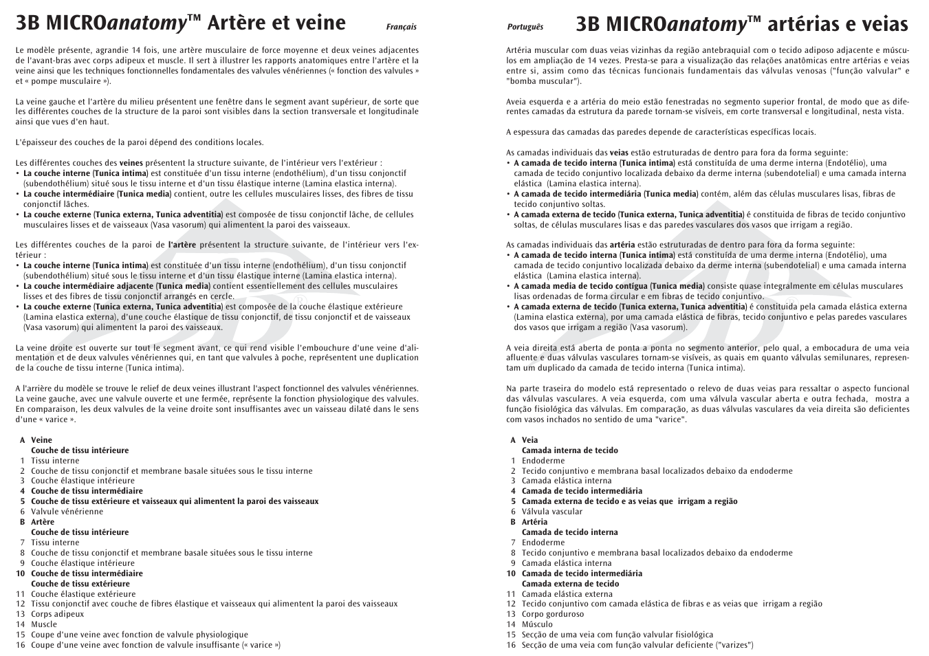 3b micro anatomy ™ artérias e veias, 3b micro anatomy ™ artère et veine | 3B Scientific 3B MICROanatomy™ Artery and Vein -14-times enlarged User Manual | Page 4 / 8