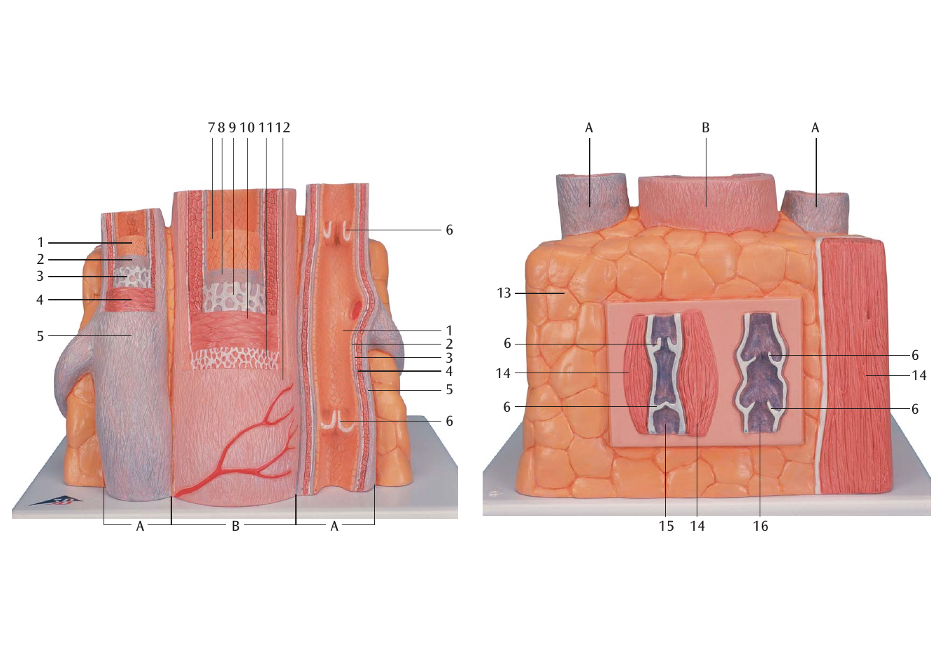 3B Scientific 3B MICROanatomy™ Artery and Vein -14-times enlarged User Manual | Page 5 / 8