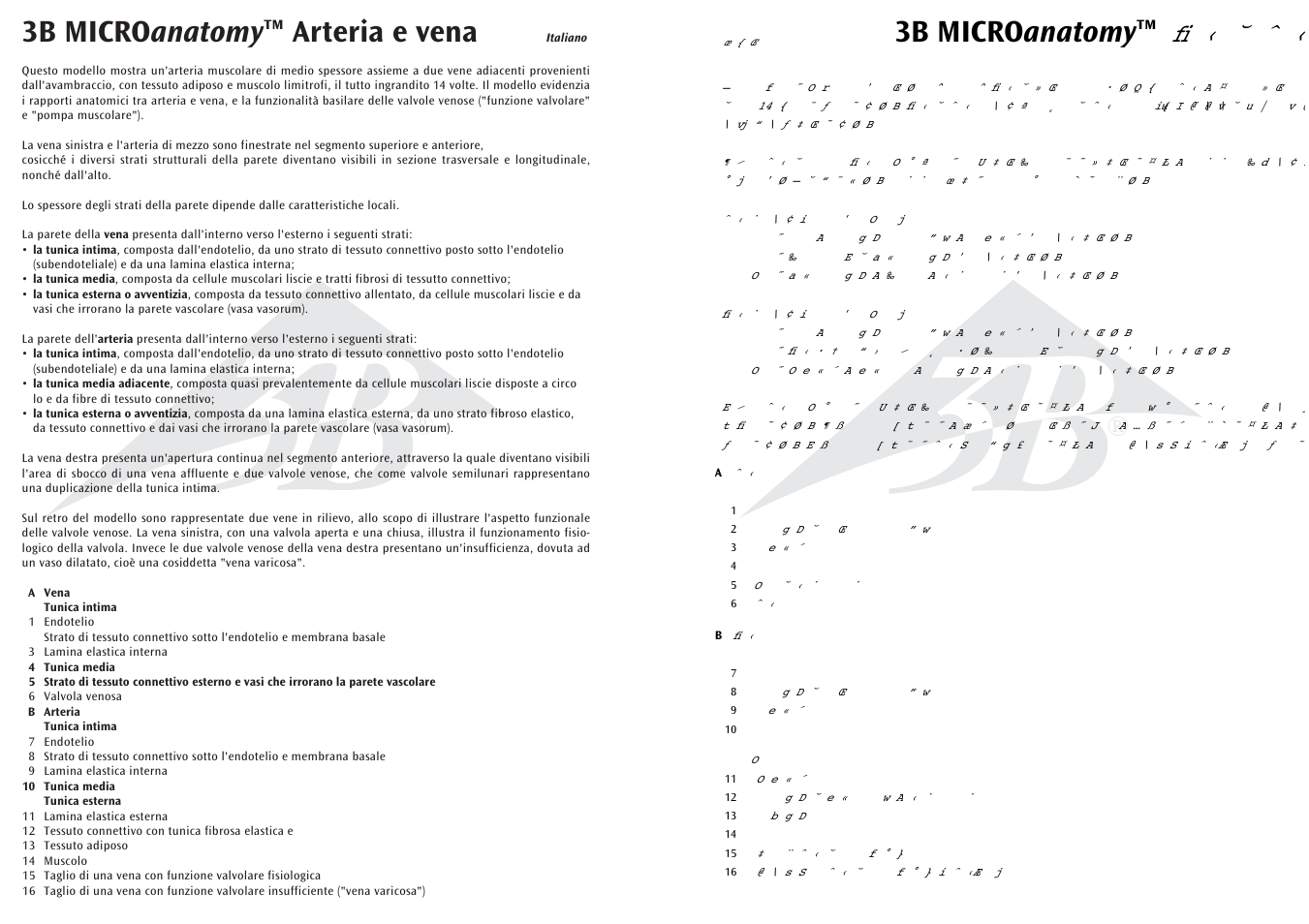 3b micro anatomy ™ arteria e vena 3b micro anatomy, Fi ‹ ˘ ˆ | 3B Scientific 3B MICROanatomy™ Artery and Vein -14-times enlarged User Manual | Page 6 / 8