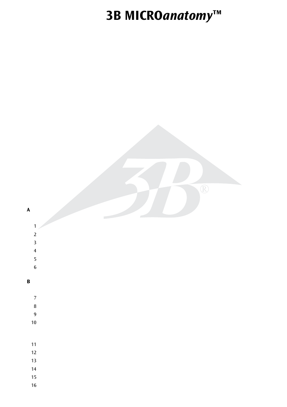 3b micro anatomy | 3B Scientific 3B MICROanatomy™ Artery and Vein -14-times enlarged User Manual | Page 7 / 8
