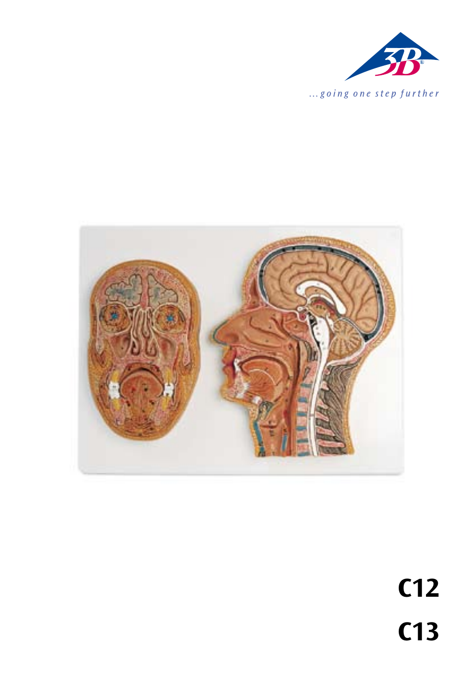 3B Scientific Median and Frontal Section of the Head User Manual | 24 pages