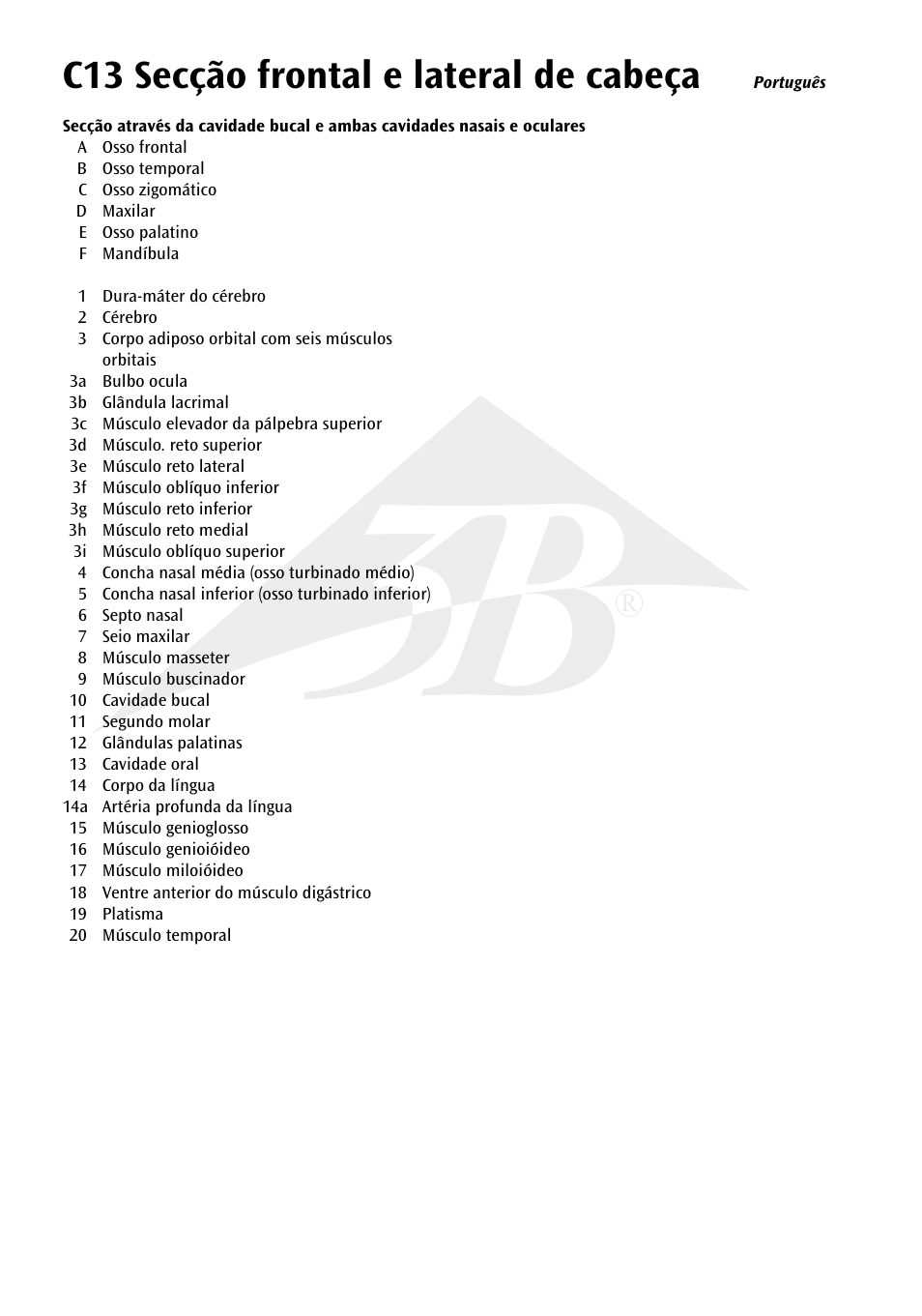 C13 secção frontal e lateral de cabeça | 3B Scientific Median and Frontal Section of the Head User Manual | Page 14 / 24