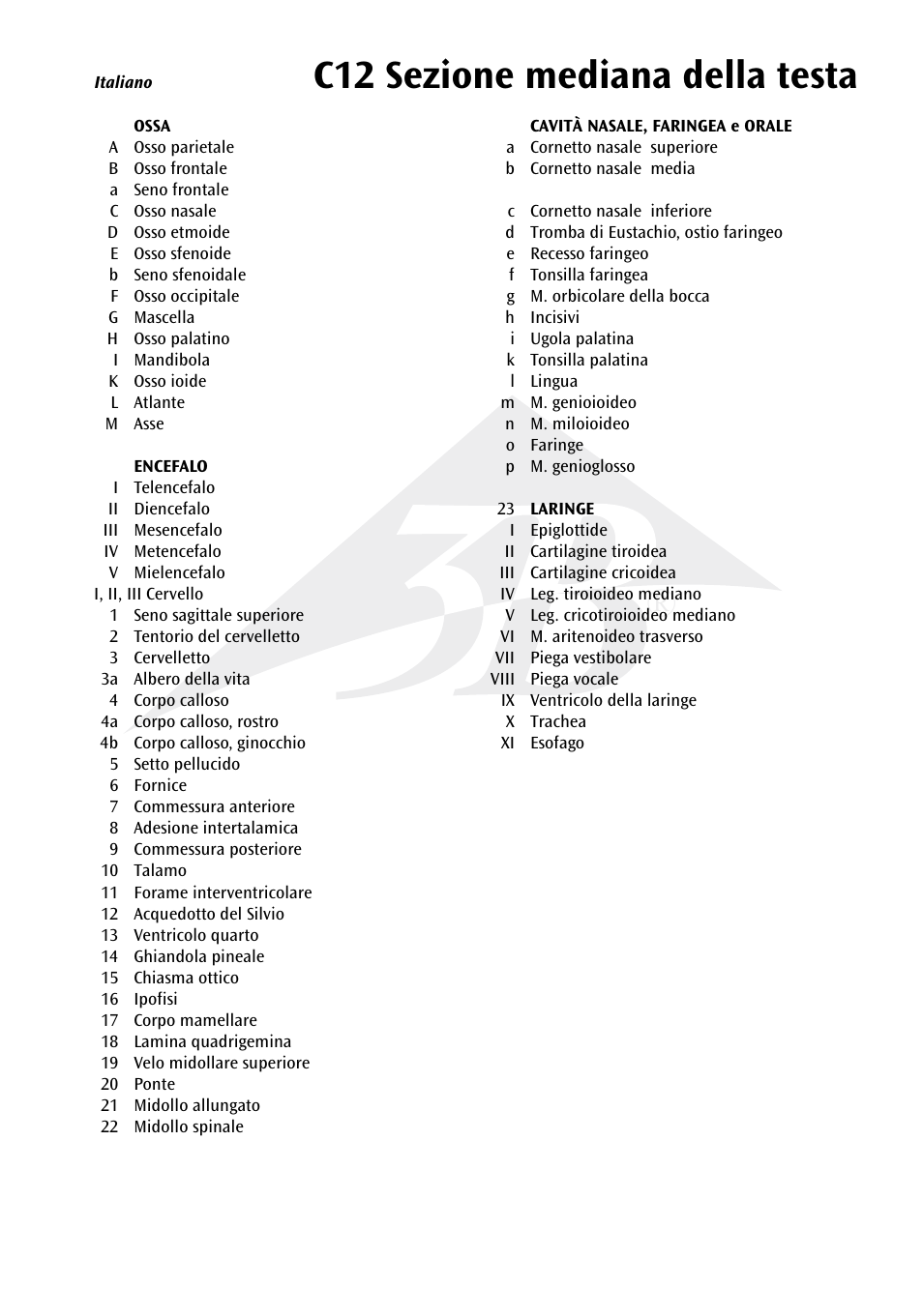 C12 sezione mediana della testa | 3B Scientific Median and Frontal Section of the Head User Manual | Page 15 / 24