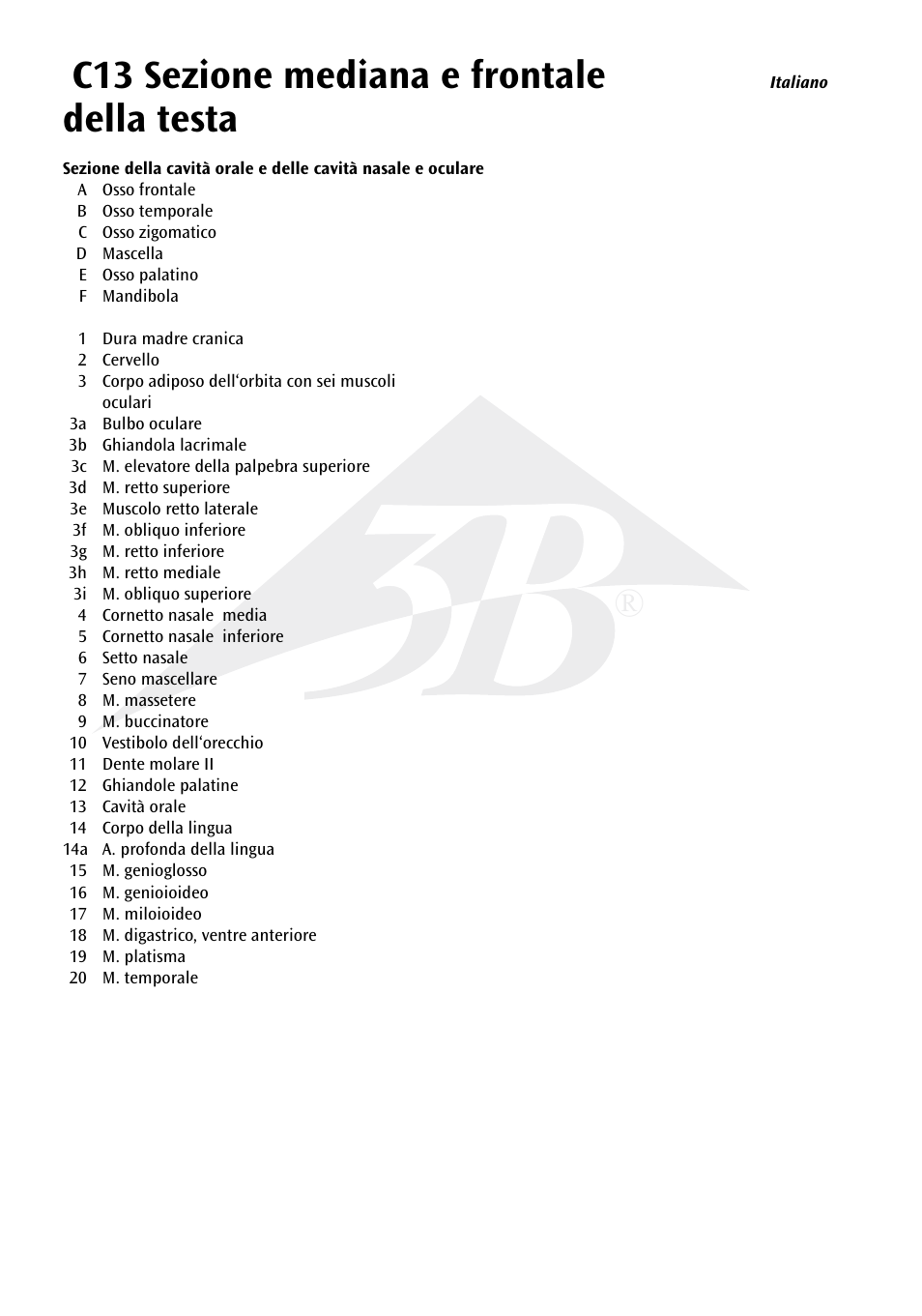 C13 sezione mediana e frontale della testa | 3B Scientific Median and Frontal Section of the Head User Manual | Page 16 / 24