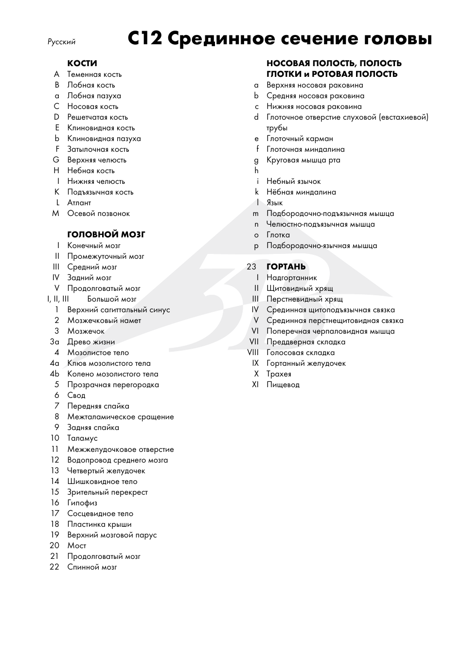 C12 срединное сечение головы | 3B Scientific Median and Frontal Section of the Head User Manual | Page 19 / 24