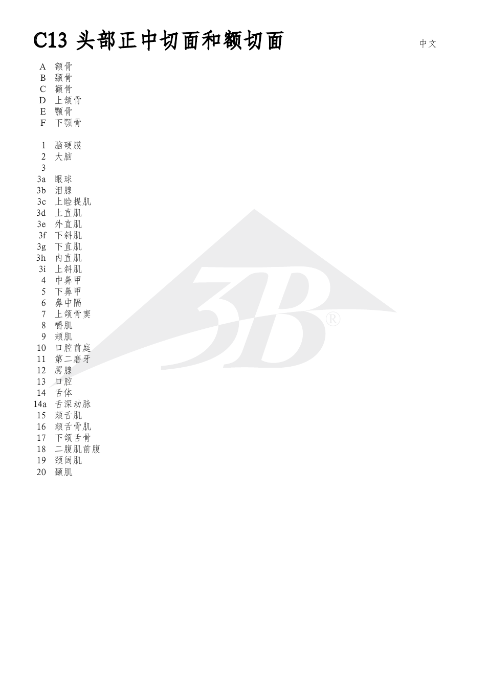 C13 头部正中切面和额切面 | 3B Scientific Median and Frontal Section of the Head User Manual | Page 22 / 24