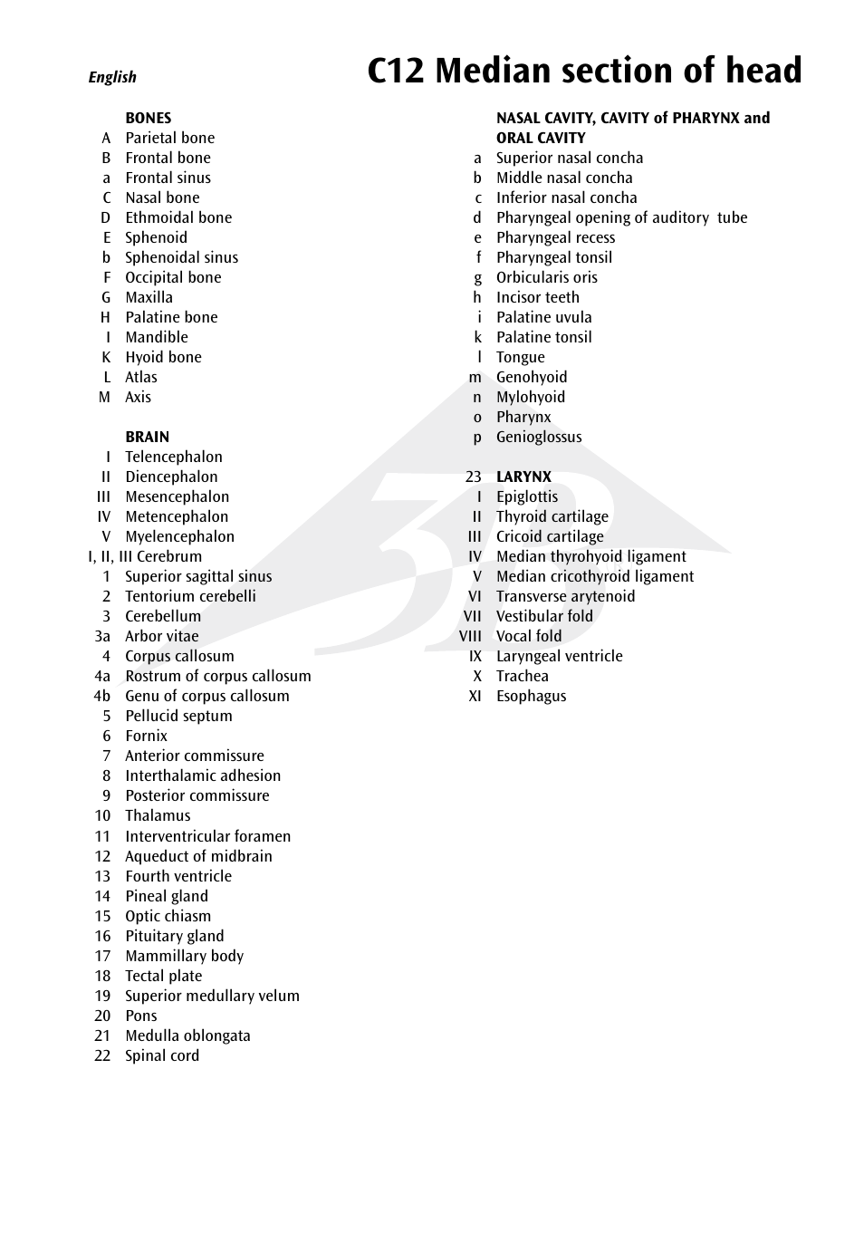 3B Scientific Median and Frontal Section of the Head User Manual | Page 5 / 24