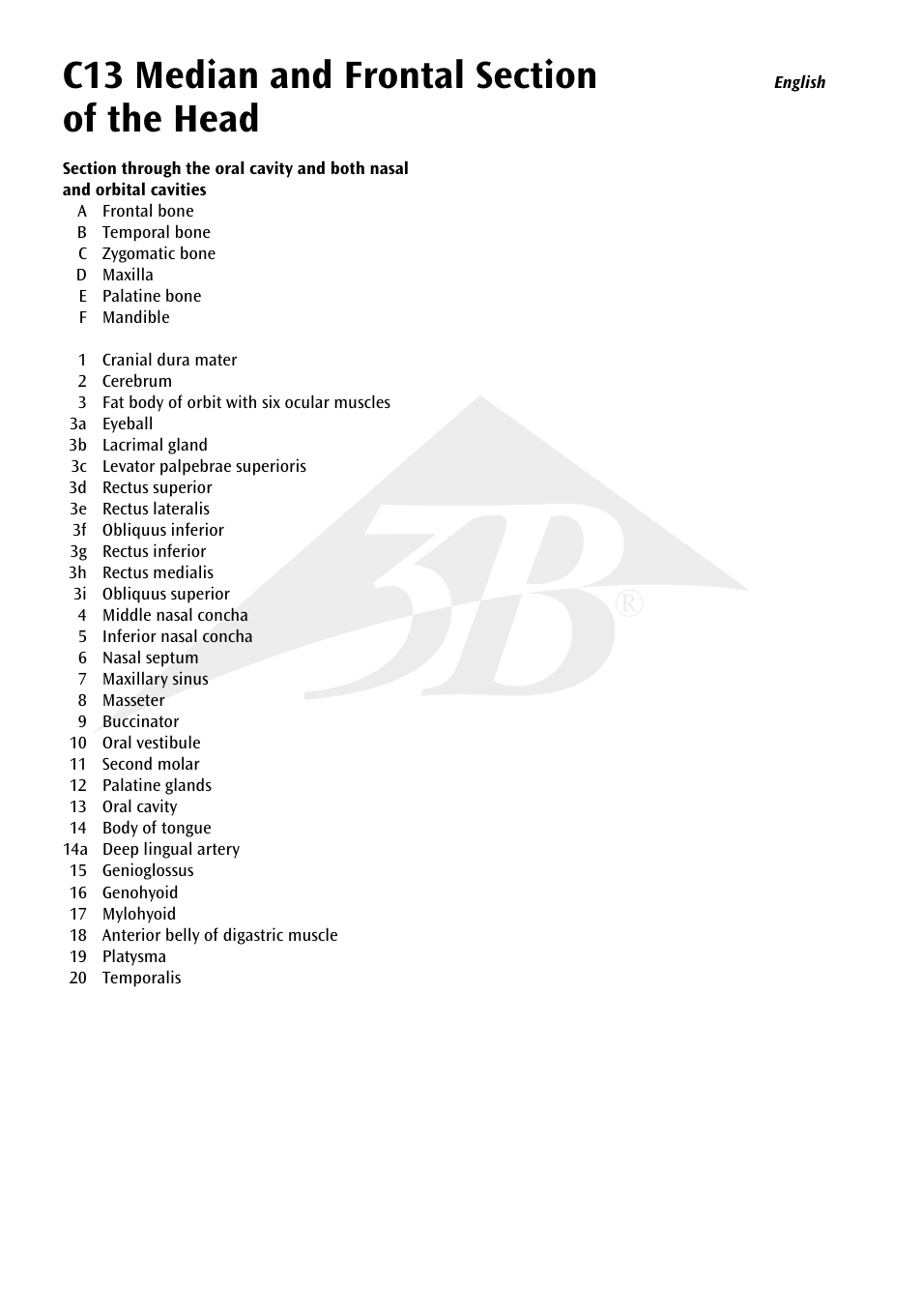 3B Scientific Median and Frontal Section of the Head User Manual | Page 6 / 24