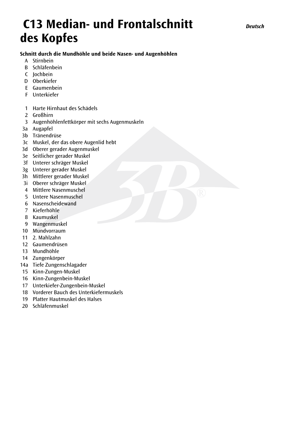 C13 median- und frontalschnitt des kopfes | 3B Scientific Median and Frontal Section of the Head User Manual | Page 8 / 24
