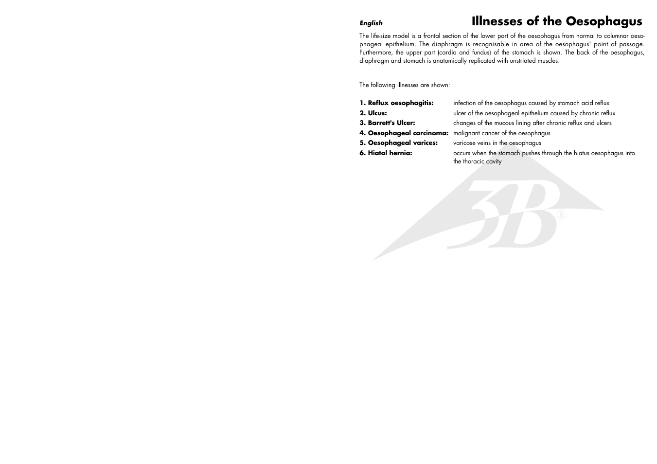 Illnesses of the oesophagus | 3B Scientific Diseases of the Esophagus User Manual | Page 2 / 7