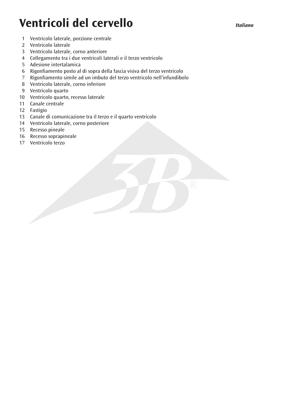 Ventricoli del cervello | 3B Scientific Brain Ventricle User Manual | Page 10 / 12