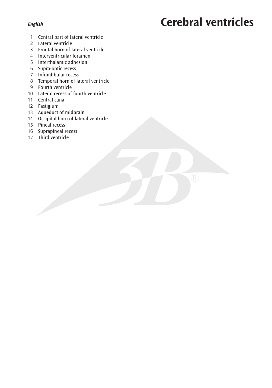 Cerebral ventricles | 3B Scientific Brain Ventricle User Manual | Page 3 / 12