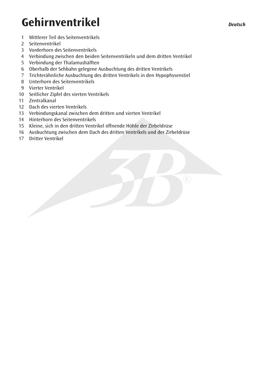 Gehirnventrikel | 3B Scientific Brain Ventricle User Manual | Page 4 / 12