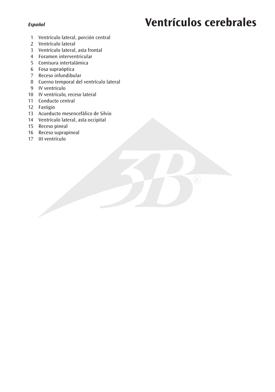 Ventrículos cerebrales | 3B Scientific Brain Ventricle User Manual | Page 5 / 12