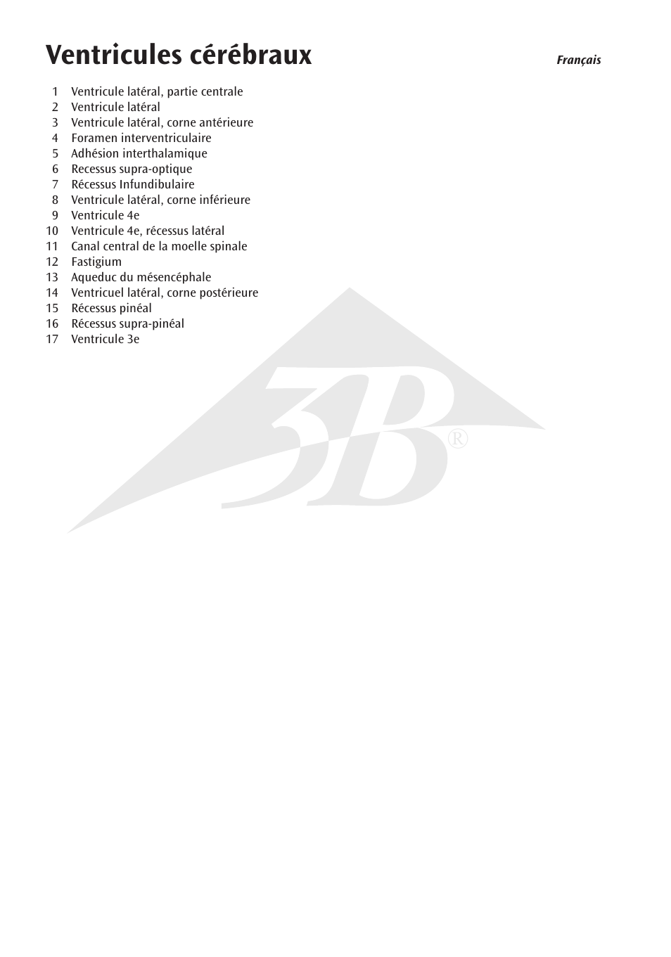 Ventricules cérébraux | 3B Scientific Brain Ventricle User Manual | Page 8 / 12
