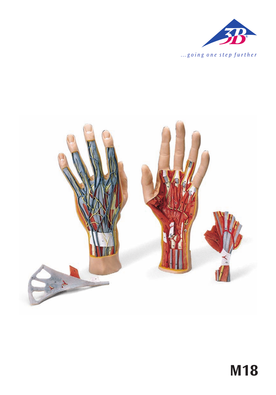 3B Scientific Internal Hand Structure Model, 3 part User Manual | 12 pages
