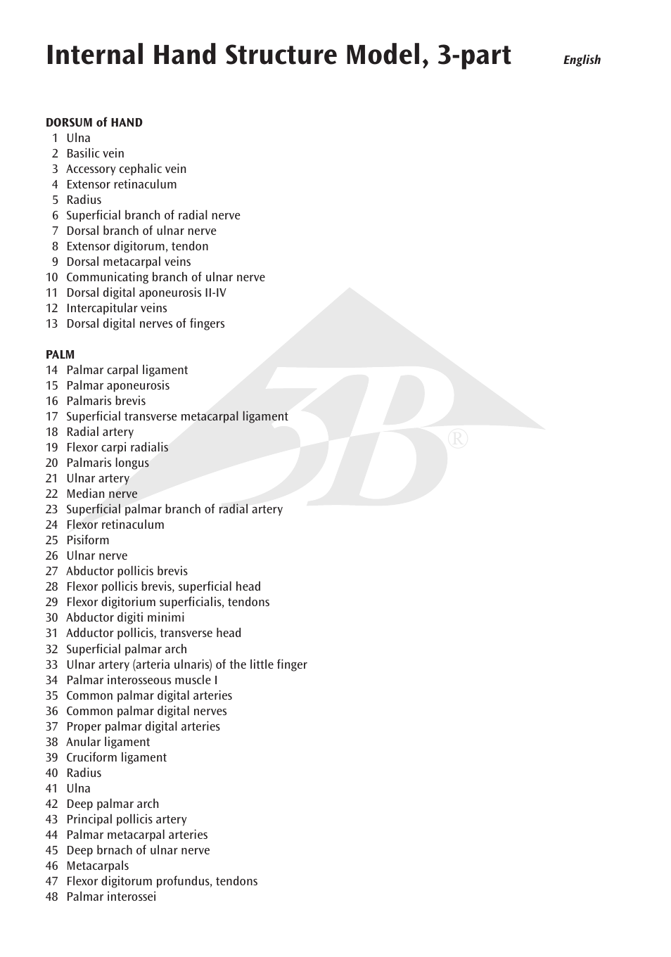 Internal hand structure model, 3-part | 3B Scientific Internal Hand Structure Model, 3 part User Manual | Page 4 / 12