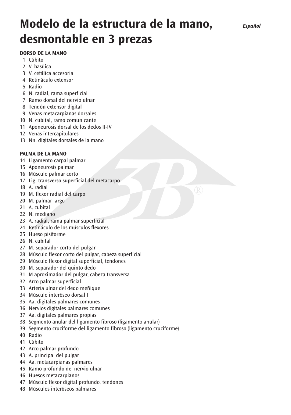 3B Scientific Internal Hand Structure Model, 3 part User Manual | Page 6 / 12