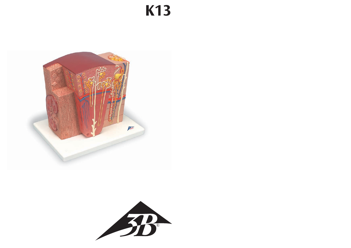 3B Scientific 3B MICROanatomy™ Kidney User Manual | 9 pages