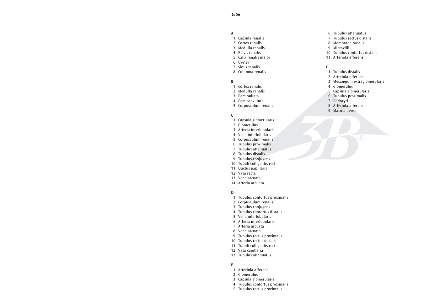3B Scientific 3B MICROanatomy™ Kidney User Manual | Page 2 / 9